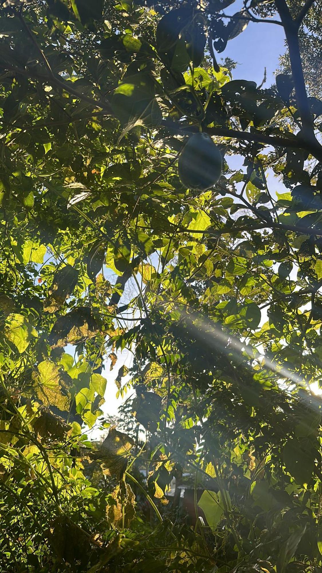 Cabanas Roca Verde Monteverde エクステリア 写真